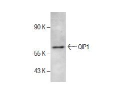 QIP1 (3D10): sc-101547. Western blot analysis of QIP1 expression in NCI-H1299 whole cell lysate.