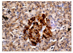 RBP (FL-201): sc-25850. Immunoperoxidase staining of formalin fixed, paraffin-embedded human pancreas tissue showing cytoplasmic staining of Islets of Langerhans and glandular cells.