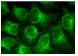 SERCA2 (F-1): sc-376235. Immunofluorescence staining of methanol-fixed HeLa cells showing cytoplasmic localization.