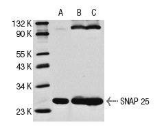 SNAP 25 (N-19): sc-7539. Western blot analysis of SNAP 25 expression in PC-12 whole cell lysate (A) and rat cerebellum (B) and rat brain (C) tissue extracts. Note presence of undissociated SNAP 25-NF68kD complex at top of gel.