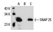 SNAP 25 (SP14): sc-65508. Western blot analysis of SNAP 25 expression in non-transfected: sc-110760 (A) and human SNAP 25 transfected: sc-111113 (B) 293 whole cell lysates.
