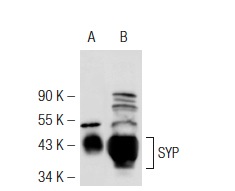 SYP (D-4): sc-17750. Western blot analysis of SYP expression in 293T (A) and SH-SY5Y (B) whole cell lysates.