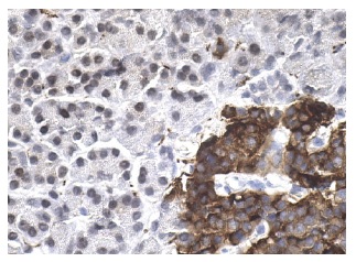 SYP (D-4): sc-17750. Immunoperoxidase staining of formalin fixed, paraffin-embedded human pancreas tissue showing nuclear staining of glandular cells and cytoplasmic staining of Islets of Langerhans.