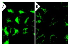 Tom20 siRNA (h): sc-36691. Immunofluorescence staining of methanol-fixed, control HeLa (A) and Tom20 siRNA silenced HeLa (B) cells showing diminished cytoplasmic staining in the siRNA silenced cells. Cells probed with Tom20 (FL-145): sc-11415.