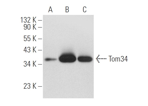 Tom34 (S-05): sc-101284. Western blot analysis of Tom34 expression in non-transfected 293: sc-110760 (A), human Tom34 transfected 293: sc-112254 (B) and HeLa (C) whole cell lysates.