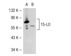 15-LO (B-7): sc-133085. Western blot analysis of 15-LO expression in HEK293 cells transfected with human 15-LO expression vector (A) and HEK923 cells (B).