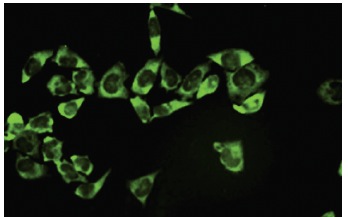 20S Proteasome α7 (GH6): sc-100456. Immunofluorescence staining of paraformaldehyde-fixed HeLa cells showing cytoplasmic localization.