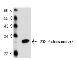 20S Proteasome α7 (GH6): sc-100456. Western blot analysis of 20S Proteasome α7 expression in Hep G2 whole cell lysate.