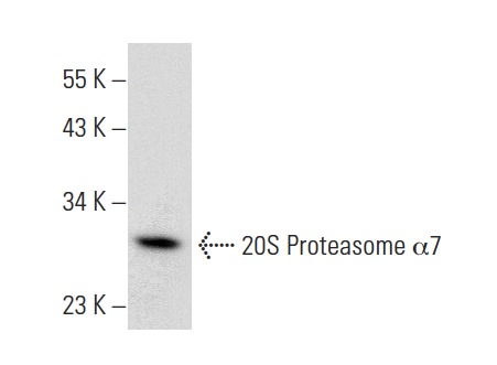20S Proteasome α7 (GH6): sc-100456. Western blot analysis of 20S Proteasome α7 expression in MCF7 whole cell lysate.
