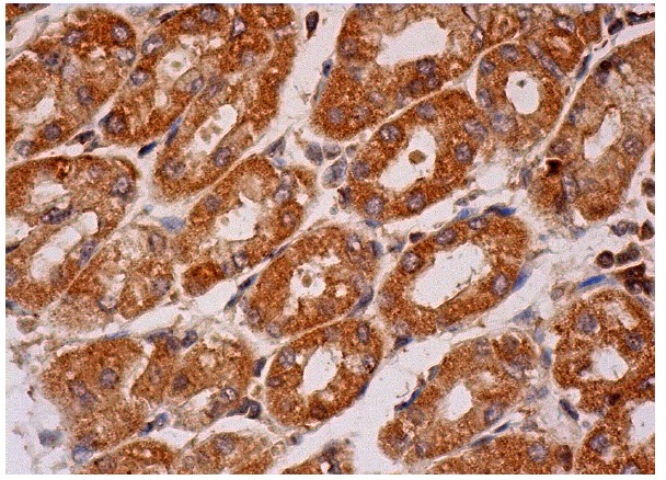 ACCβ (H-220): sc-50387. Immunoperoxidase staining of formalin fixed, paraffin-embedded human upper stomach tissue showing cytoplasmic staining of glandular cells.