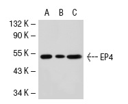 EP4 (C-4): sc-55596. Western blot analysis of EP4 expression in non-transfected 293T: sc-117752 (A), mouse EP4 transfected 293T: sc-120058 (B) and HeLa (C) whole cell lysates.