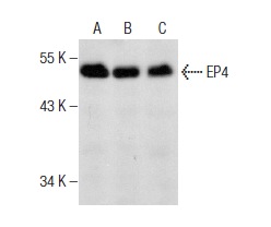 EP4 (C-4): sc-55596. Western blot analysis of EP4 expression in Jurkat (A), Ramos (B) and HISM (C) whole cell lysates.