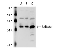 AKR7A (H-300): sc-32944. Western blot analysis of AKR7A3 expression in non-transfected 293T: sc-117752 (A), human AKR7A3 transfected 293T: sc-114340 (B) and Hep G2 (C) whole cell lysates.