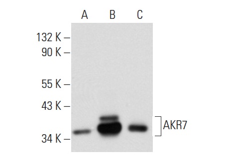 AKR7A (H-300): sc-32944. Western blot analysis of AKR7 Aexpression in non-transfected 293T: sc-117752 (A), human AKR7 transfected 293T: sc-173942 (B) and HL-60 (C) whole cell lysates.