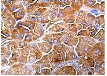 Amylase (G-8): sc-166349. Immunoperoxidase staining of formalin fixed, paraffin-embedded human pancreas tissue showing cytoplasmic staining of glandular cells.