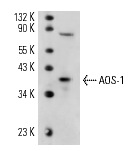 AOS-1 (C-15): sc-46764. Western blot analysis of AOS-1 expression in SW480 whole cell lysate.