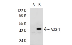 AOS-1 (C-15): sc-46764. Western blot analysis of AOS-1 expression in non-transfected: sc-117752 (A) and human AOS-1 transfected: sc-159151 (B) 293T whole cell lysates.