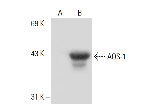 AOS-1 (C-15): sc-46764. Western blot analysis of AOS-1 expression in non-transfected: sc-117752 (A) and human AOS-1 transfected: sc-176690 (B) 293T whole cell lysates.