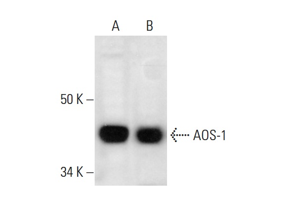 AOS-1 (H-7): sc-271592. Western blot analysis of AOS-1 expression in HeLa (A) and MCF7 (B) whole cell lysates.