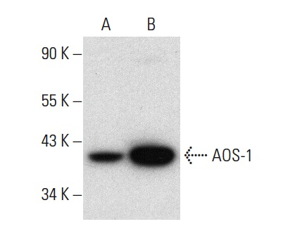 AOS-1 (H-7): sc-271592. Western blot analysis of AOS-1 expression in T-47D (A) and SW480 (B) whole cell lysates.
