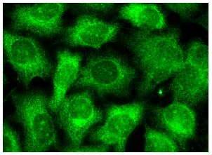 Asparagine synthetase (G-10): sc-365809. Immunofluorescence staining of methanol-fixed HeLa cells showing cytoplasmic localization.