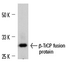 β-TrCP/HOS (H-300): sc-15354. Western blot analysis of human recombinant β-TrCP fusion protein.