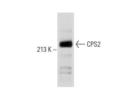 CPS2 (C-17): sc-10522. Western blot analysis of CPS2 expression in HeLa whole cell lysate.