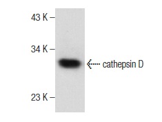cathepsin D (G-19): sc-6494. Western blot analysis of cathepsin D expression in MCF7 whole cell lysate.