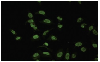 CMAS (14W): sc-100486. Immunofluorescence staining of paraformaldehyde-fixed HeLa cells showing nuclear localization.