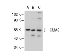 CMAS (14W): sc-100486. Western blot analysis of CMAS expression in non-transfected 293T: sc-117752 (A), mouse CMAS transfected 293T: sc-119321 (B) and HeLa (C) whole cell lysates.