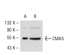 CMAS (14W): sc-100486. Western blot analysis of CMAS expression in 293T (A) and HeLa (B) whole cell lysates.