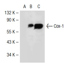 Cox-1 (M-20): sc-1754. Western blot analysis of Cox-1 expression in non-transfected 293T: sc-117752 (A), mouse Cox-1 transfected 293T: sc-126660 (B) and NIH/3T3 (C) whole cell lysates.