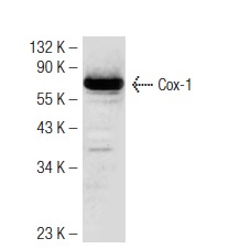 Cox-1 (M-20): sc-1754. Western blot analysis of Cox-1 expression in NIH/3T3 whole cell lysate.