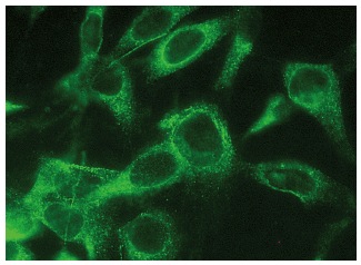 Cox-1 (M-20): sc-1754. Immunofluorescence staining of methanol-fixed NIH/3T3 cells showing cytoplasmic localization.