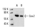 Cox-2 (29): sc-19999. Western blot analysis of Cox-2 expression in A549 (A) and CCD-1064Sk (B) whole cell lysates.