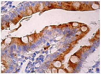 DNase l (B-4): sc-376207. Immunoperoxidase staining of formalin fixed, paraffin-embedded human small intestine tissue showing cytoplasmic staining of glandular cells.