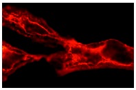 EMMPRIN (8D6): sc-21746. Immunofluorescence staining of methanol-fixed T98G cells showing membrane staining.