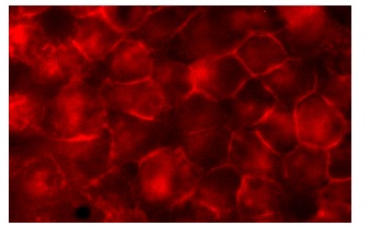 EMMPRIN (36.3G4): sc-53582. Immunofluorescence staining of methanol-fixed HeLa cells showing membrane localization.