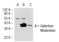 Galactose Mutarotase (G-17): sc-51291. Western blot analysis of Galactose Mutarotase expression in non-transfected 293T: sc-117752 (A), mouse Galactose Mutarotase transfected 293T: sc-120388 (B) and c4 (C) whole cell lysates.