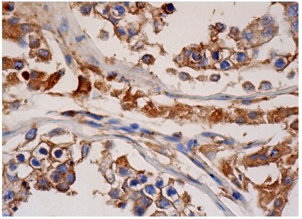 GPx-4 (H-90): sc-50497. Immunoperoxidase staining of formalin fixed, paraffin-embedded human testis tissue showing cytoplasmic staining of cells in seminiferous ducts and Leydig cells.