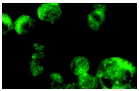 Flt-4 (C-20): sc-321. Immunofluorescence staining of methanol-fixed K-562 cells showing membrane and cytoplasmic localization.