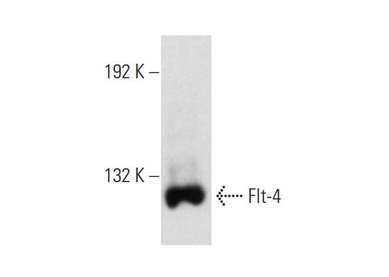 Flt-4 (C-20): sc-321. Western blot analysis of Flt-4 expression in HEL 92.1.7 whole cell lysate.