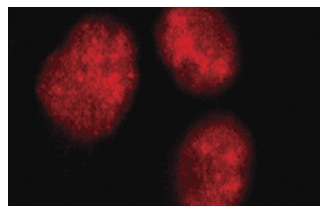 HAUSP (H-200): sc-30164. Immunofluorescence staining of methanol-fixed HeLa cells showing nuclear localization.