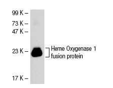 Heme Oxygenase 1 (D-8): sc-136961. Western blot analysis of human recombinant Heme Oxygenase 1 fusion protein.