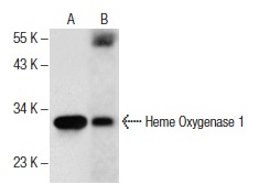 Heme Oxygenase 1 (D-8): sc-136961. Western blot analysis of Heme Oxygenase 1 expression in human spleen tissue extract (A) and SW-13 whole cell lysate (B).