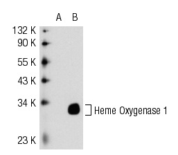 Heme Oxygenase 1 (M-19): sc-1797. Western blot analysis of Heme Oxygenase 1 expression in non-transfected: sc-117752 (A) and mouse Heme Oxygenase 1 transfected: sc-120745 (B) 293T whole cell lysates.