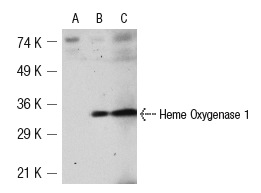 Heme Oxygenase 1 (M-19): sc-1797. Western blot analysis of Heme Oxygenase 1 expression in untreated (A) and heat shock-treated (B) NIH/3T3 whole cell lysates and rat spleen tissue extract (C).