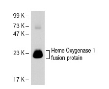 Heme Oxygenase 1 (A-3): sc-136960. Western blot analysis of human recombinant Heme Oxygenase 1 fusion protein.