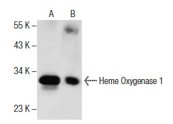 Heme Oxygenase 1 (A-3): sc-136960. Western blot analysis of Heme Oxygenase 1 expression in human spleen tissue extract (A) and SW-13 whole cell lysate (B).