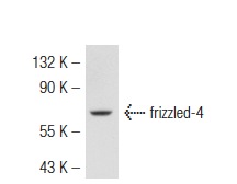 frizzled-4 (C-18): sc-66450. Western blot analysis of frizzled-4 expression in mouse heart tissue extract.